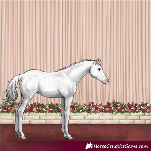 Horse Color:Brown Sabino 