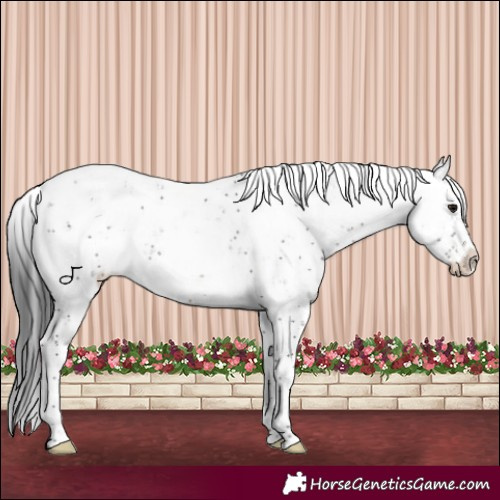 Horse Color:Brown Sabino