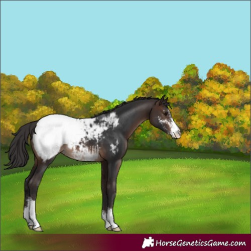 Horse Color:Brown Sabino Appaloosa 