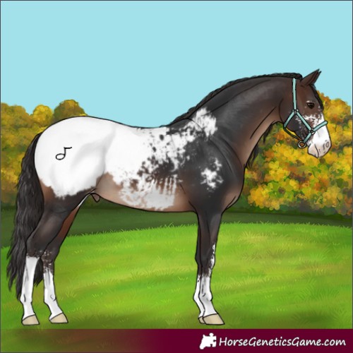Horse Color:Brown Sabino Appaloosa