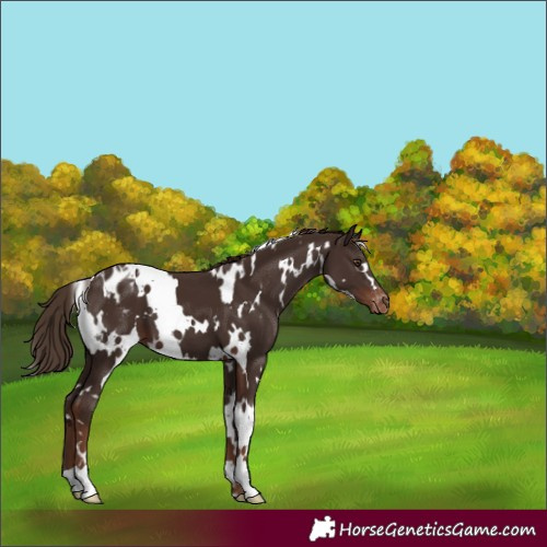 Horse Color:White Spotted Liver Chestnut Appaloosa 