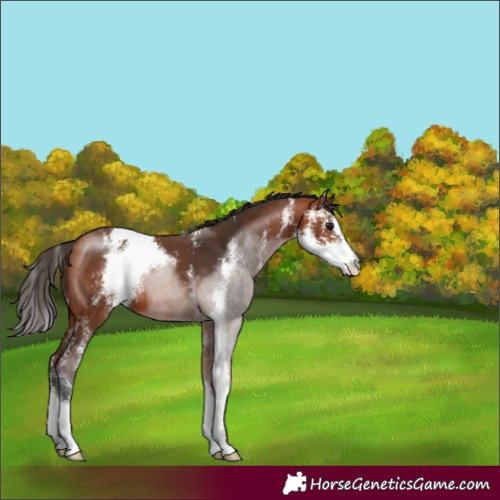 Horse Color:Bay Sabino