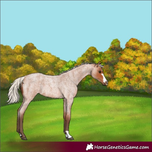 Horse Color:Silver Bay Roan 