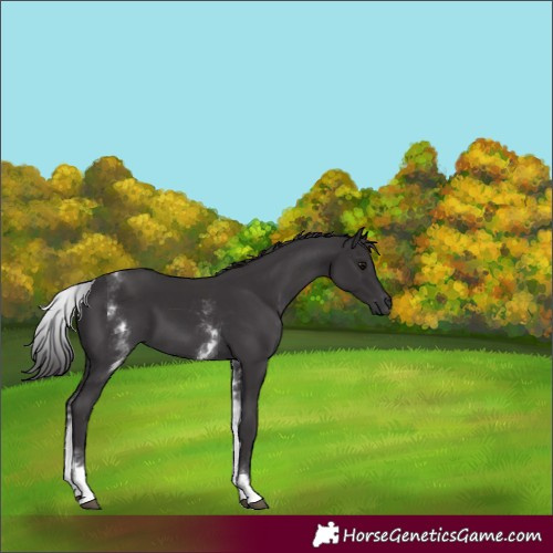 Horse Color:White Spotted Smoky Black 