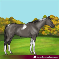 Horse Color:Smoky Grullo Tobiano