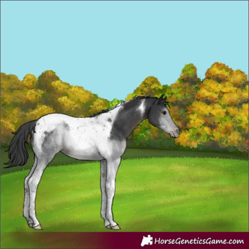 Horse Color:Black Tobiano Appaloosa Rabicano