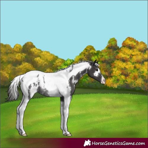 Horse Color:White Spotted Smoky Black Tobiano Appaloosa Rabicano 
