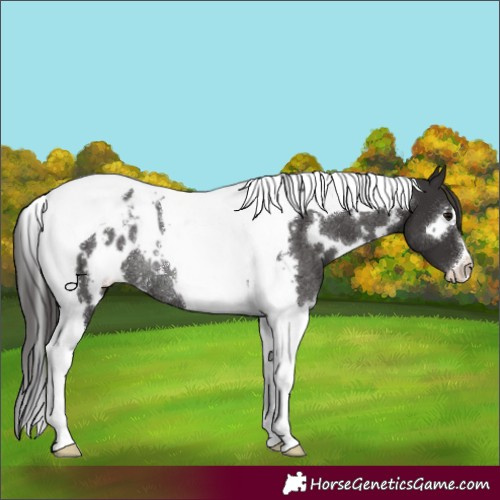 Horse Color:White Spotted Smoky Black Tobiano Appaloosa Rabicano