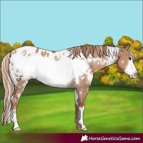 Horse Color:White Spotted Red Dun Frame Appaloosa Rabicano