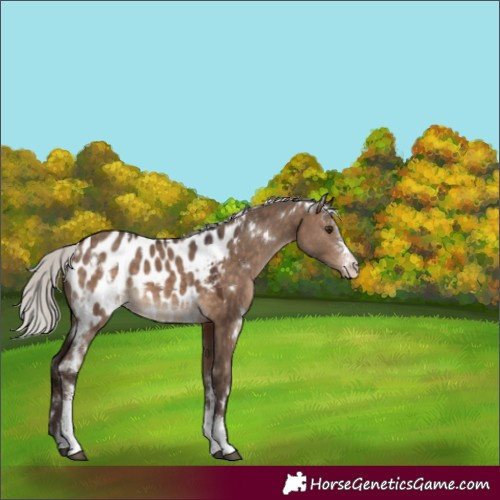 Horse Color:White Spotted Silver Brown Dun Sabino Appaloosa 