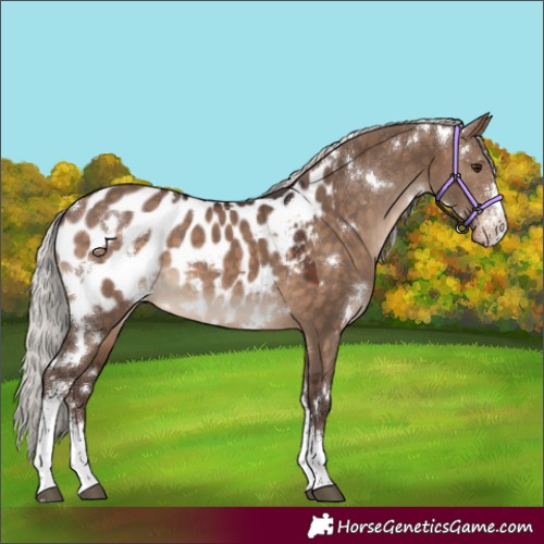 Horse Color:White Spotted Silver Brown Dun Sabino Appaloosa 