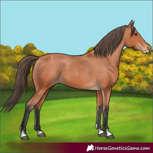Horse Color:Bay Appaloosa 