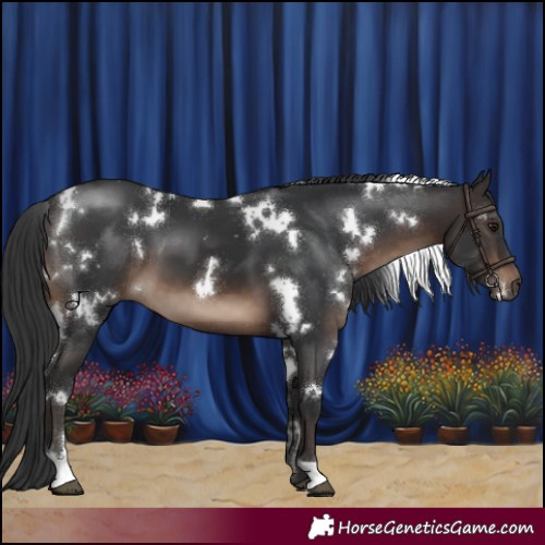 Horse Color:White Spotted Brown 
