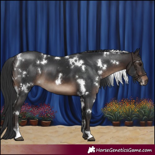 Horse Color:White Spotted Brown 