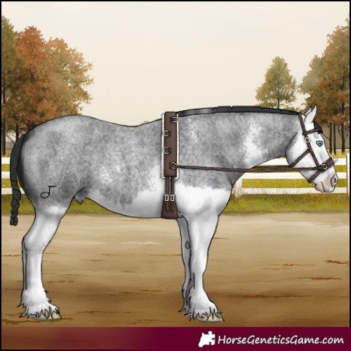 Horse Color:Blue Roan Sabino Splash 