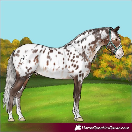 Horse Color:White Spotted Silver Brown Sabino Appaloosa Rabicano