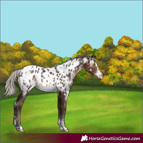 Horse Color:White Spotted Silver Brown Sabino Appaloosa Rabicano 