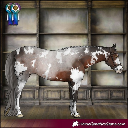Horse Color:White Spotted Liver Chestnut Sabino Rabicano