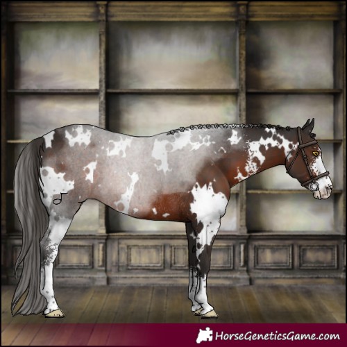 Horse Color:White Spotted Liver Chestnut Sabino Rabicano 