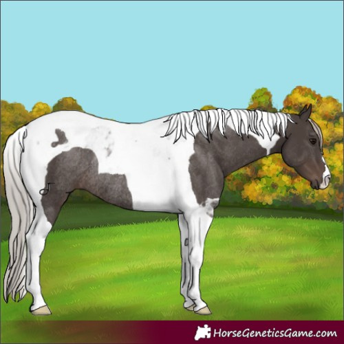 Horse Color:Silver Black Tobiano Rabicano
