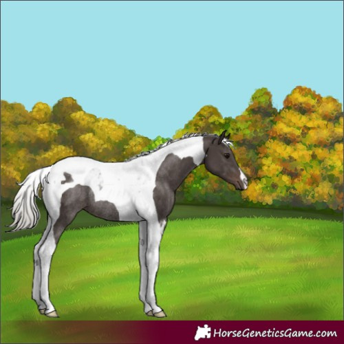 Horse Color:Silver Black Tobiano Rabicano 