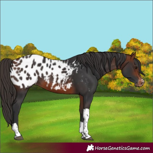 Horse Color:Bay Sabino Tobiano Appaloosa 