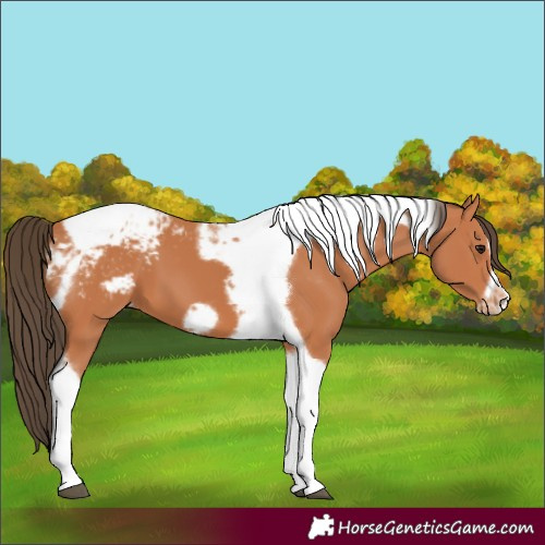 Horse Color:Bay Tobiano Frame Appaloosa 