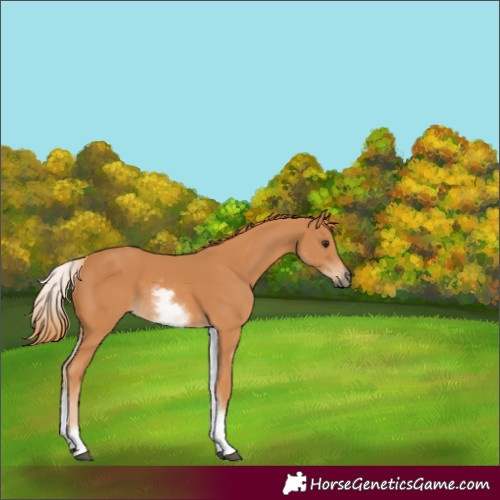 Horse Color:White Spotted Chestnut 