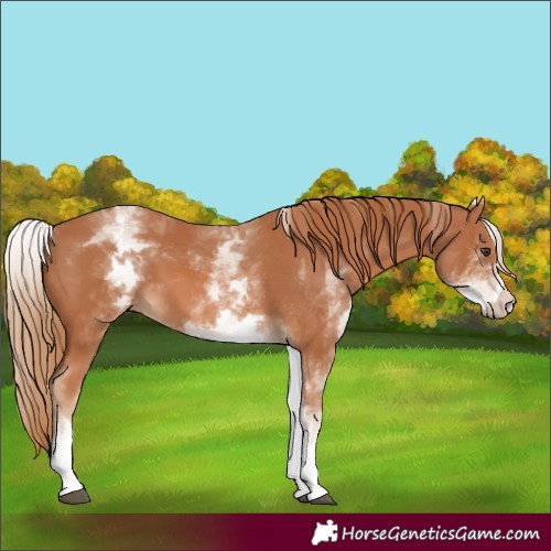 Horse Color:White Spotted Chestnut 