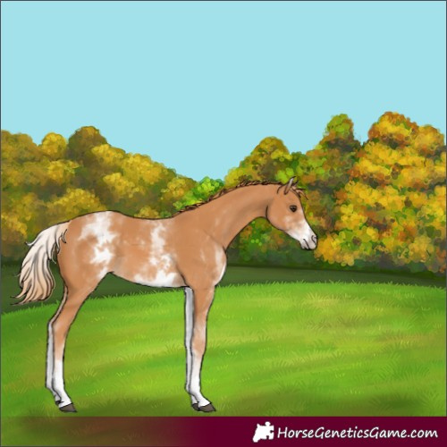 Horse Color:White Spotted Chestnut
