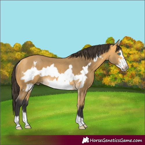 Horse Color:Buckskin Sabino Frame Rabicano 