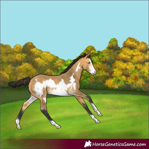 Horse Color:Buckskin Sabino Frame Rabicano