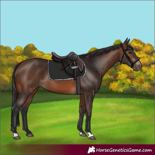 Horse Color:Brown 