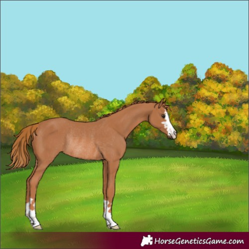 Horse Color:Chestnut Rabicano 