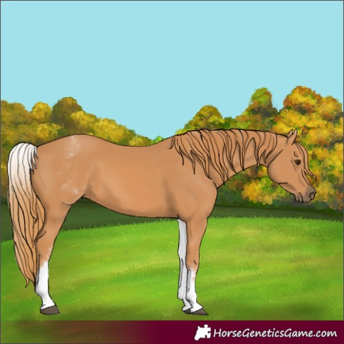 Horse Color:White Spotted Chestnut