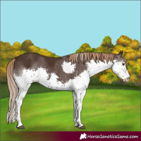 Horse Color:Liver Chestnut Splash