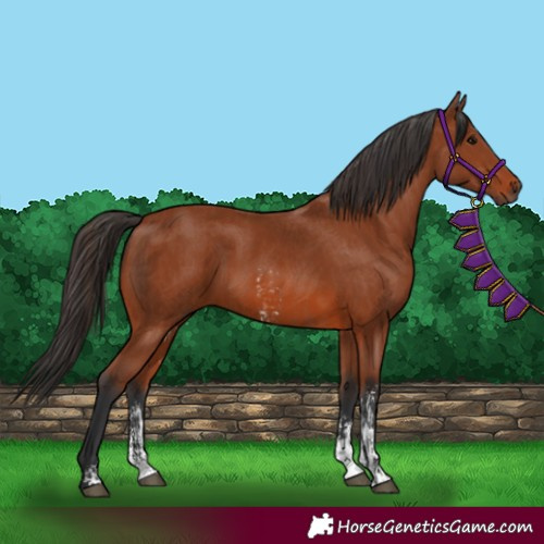 Horse Color:Bay Sabino Rabicano and Bay Sabino Rabicano