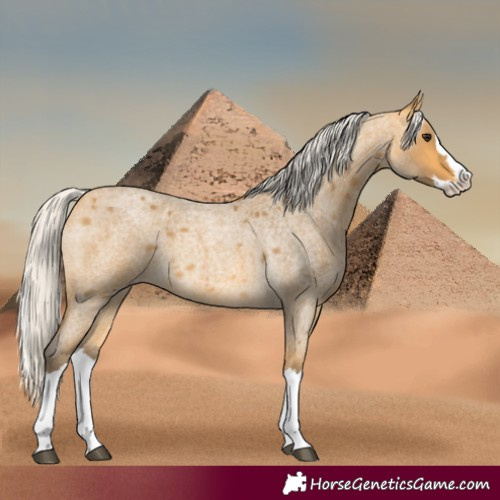Horse Color:Silver Buckskin Roan Splash