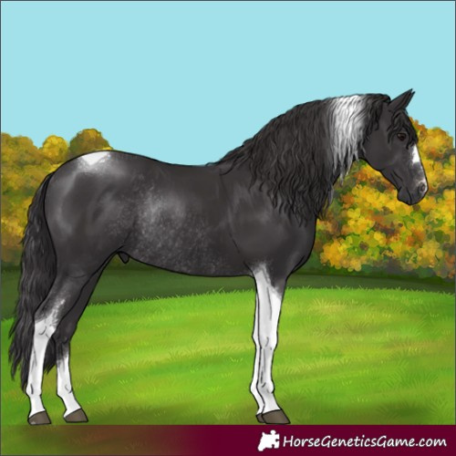 Horse Color:Smoky Black Tobiano Rabicano 