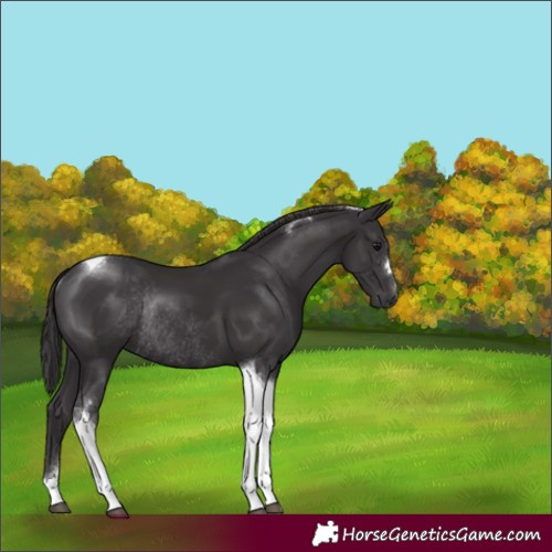 Horse Color:Smoky Black Tobiano Rabicano 