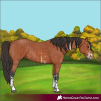 Horse Color:Bay Sabino Rabicano and Bay Sabino Rabicano