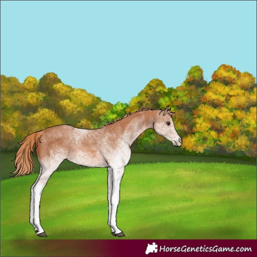 Horse Color:White Spotted Chestnut Rabicano