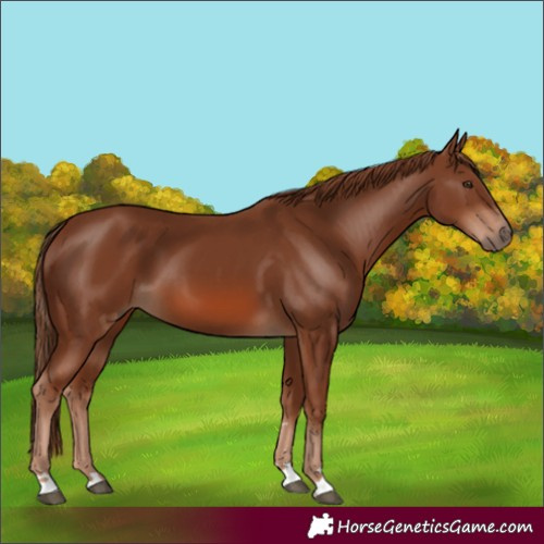 Horse Color:Chestnut 