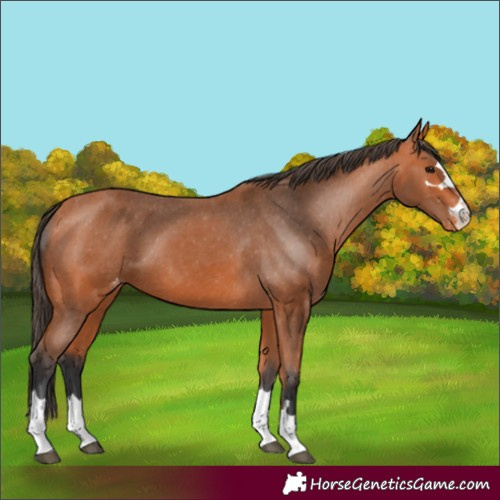 Horse Color:Bay Appaloosa 