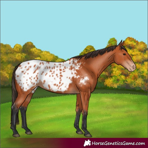 Horse Color:Bay Appaloosa 