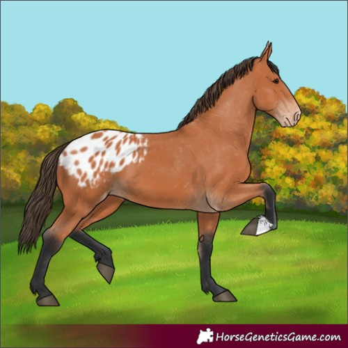 Horse Color:Bay Appaloosa 