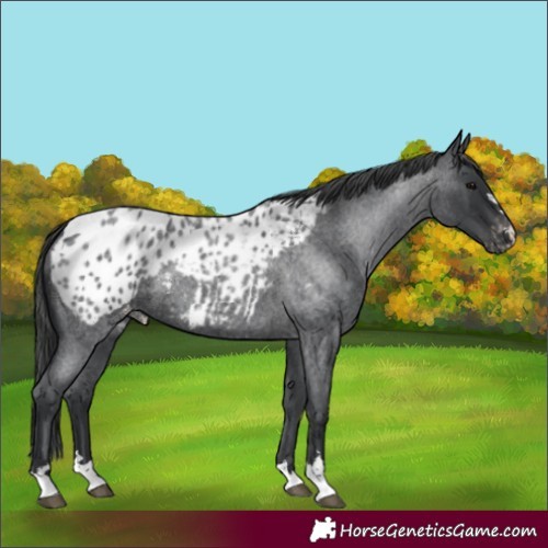 Horse Color:Blue Roan Appaloosa 