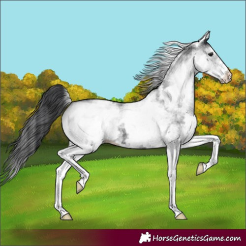 Horse Color:White Spotted Black