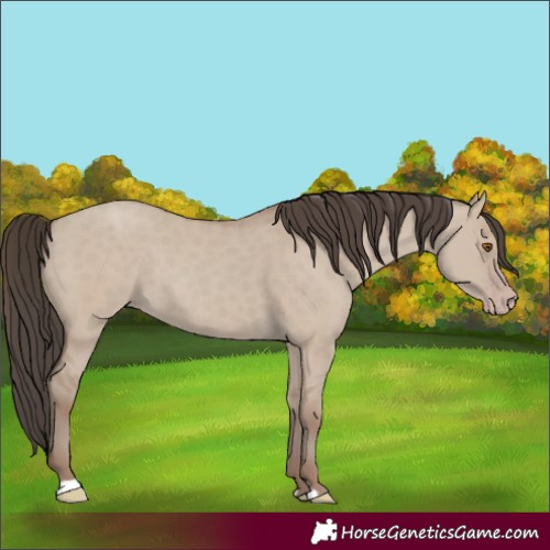 Horse Color:Classic Champagne Dun 