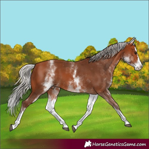 Horse Color:White Spotted Silver Bay Splash 